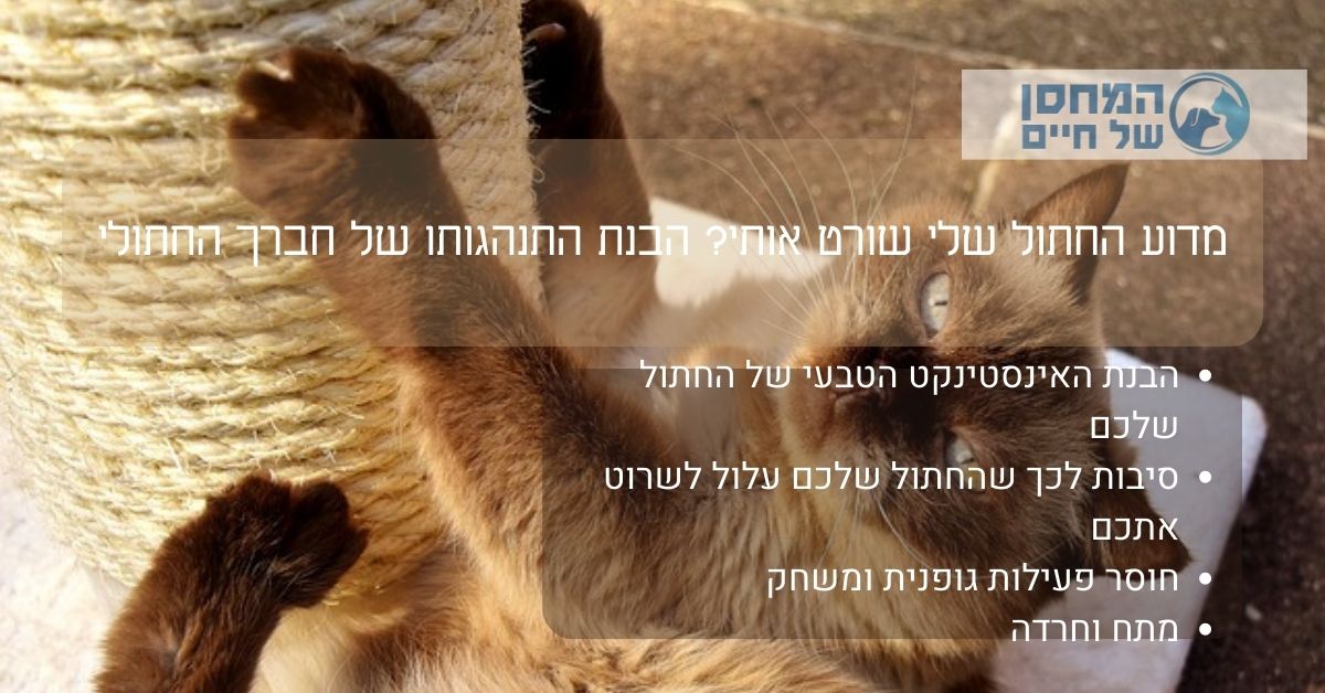 החתול שורט אותי